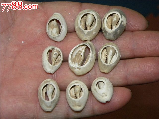 古代钱币贝币