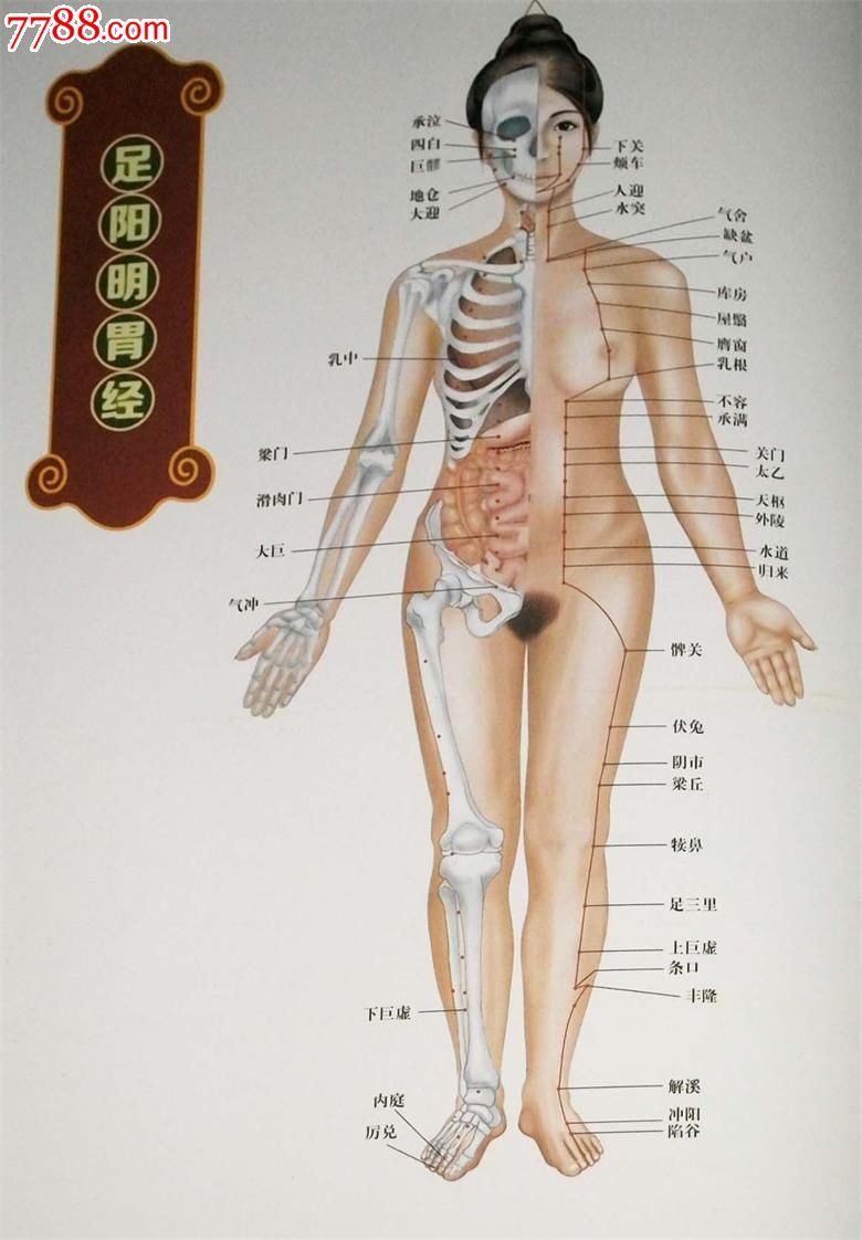 人体经络穴位速查图册北京中医药大学针灸推拿