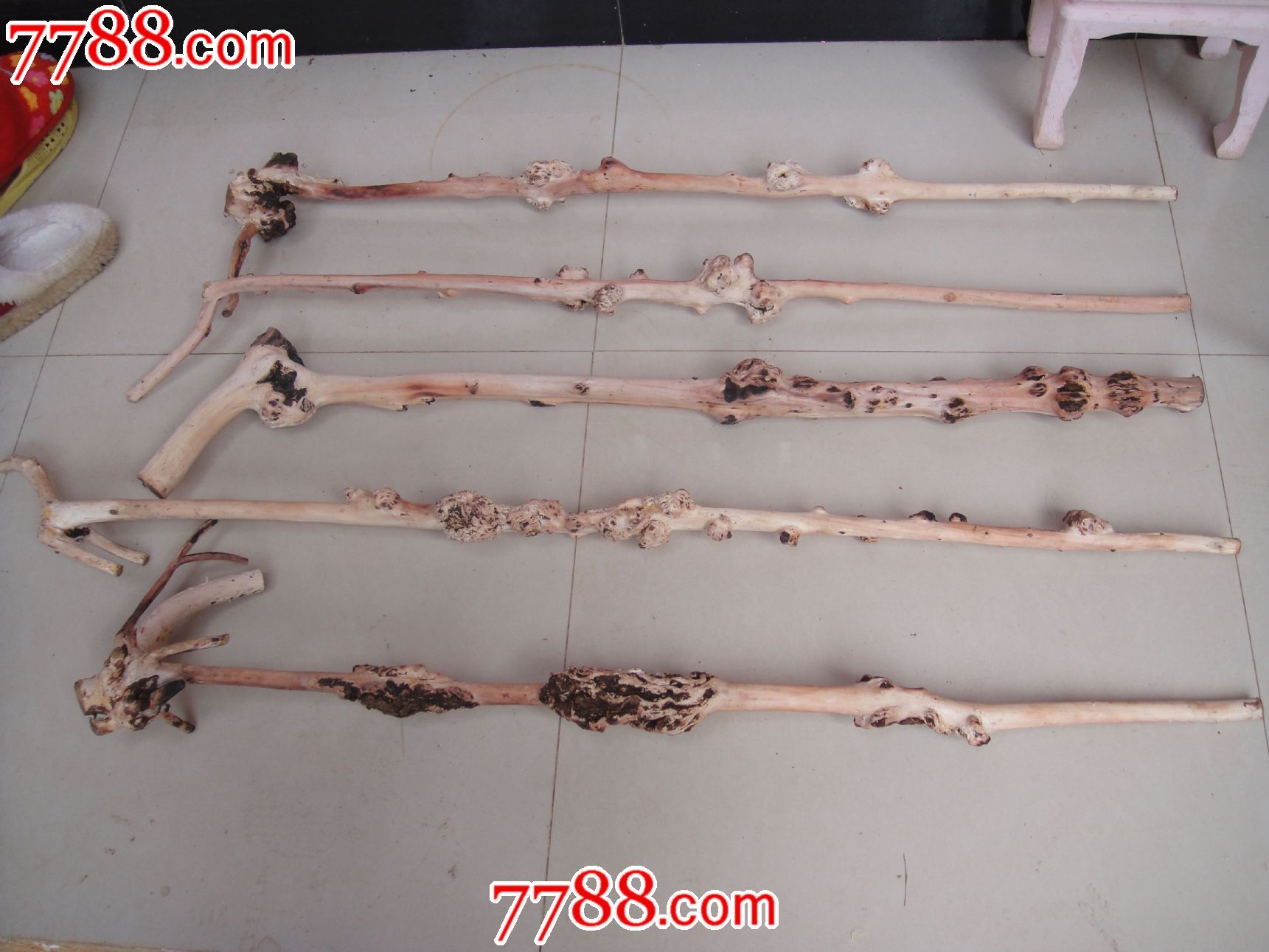 新年特价,黑果树(小石积)树瘤拐杖