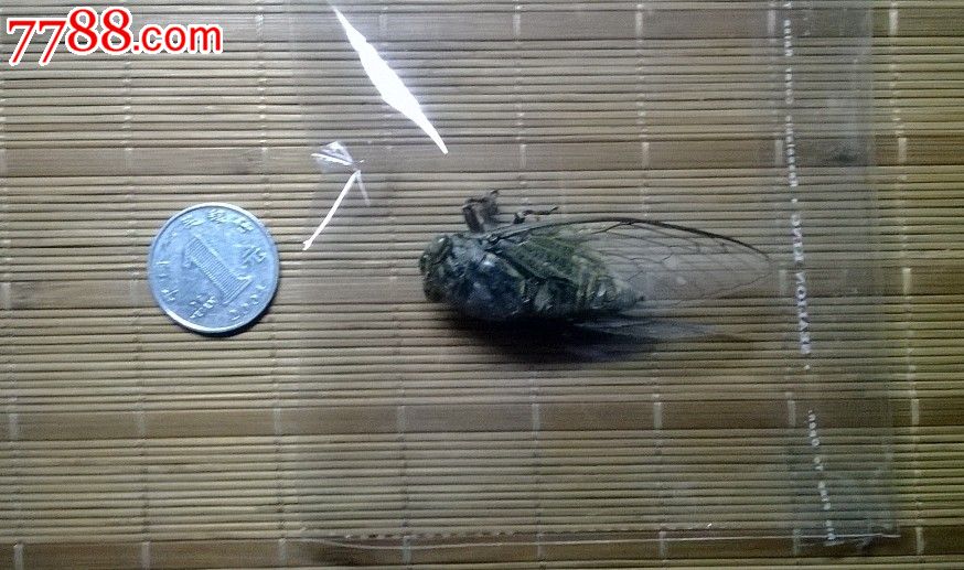 知了标本(干尸)据推算这只知了2010年夏天声嘶力竭死在我家顶楼,完整