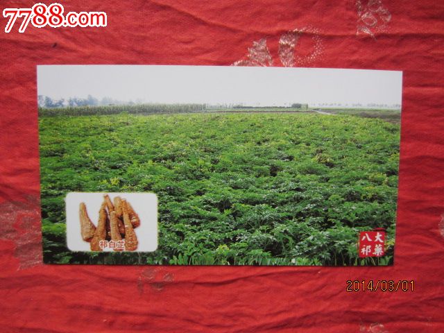 贺年有奖明信片---安国市八大祁药--祁白芷