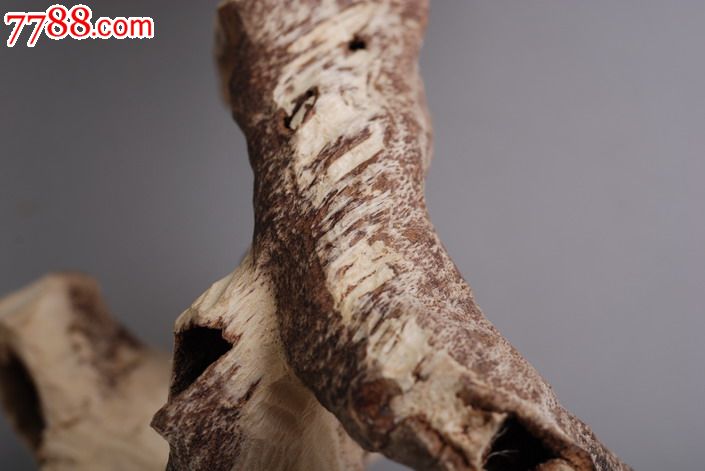 古人将沉香的形成原因分为4种:生结、熟结、脱落、虫漏,这几个名词在沉香领域是经常都会被提起的,而且被解释出来的意思也非常多。在《香乘》中有描述:熟结指的是香树因为自身的病变而引起树脂分泌导致结香,也就是说没有通过外力使香树受伤而结香,这样的就叫做熟结。生结就是指的通过人为手段使香树受伤,然后分泌树脂结出的香,目前海南沉大多都是生结,比如板头、壳沉;还有一种是因动物、自然灾害导致香树受伤而结香,这种结香的原理和生结一样,所以也被认为是生结,总的来说,生结就是指的外力导致香树受伤而结的香。脱落是指的香树死后,