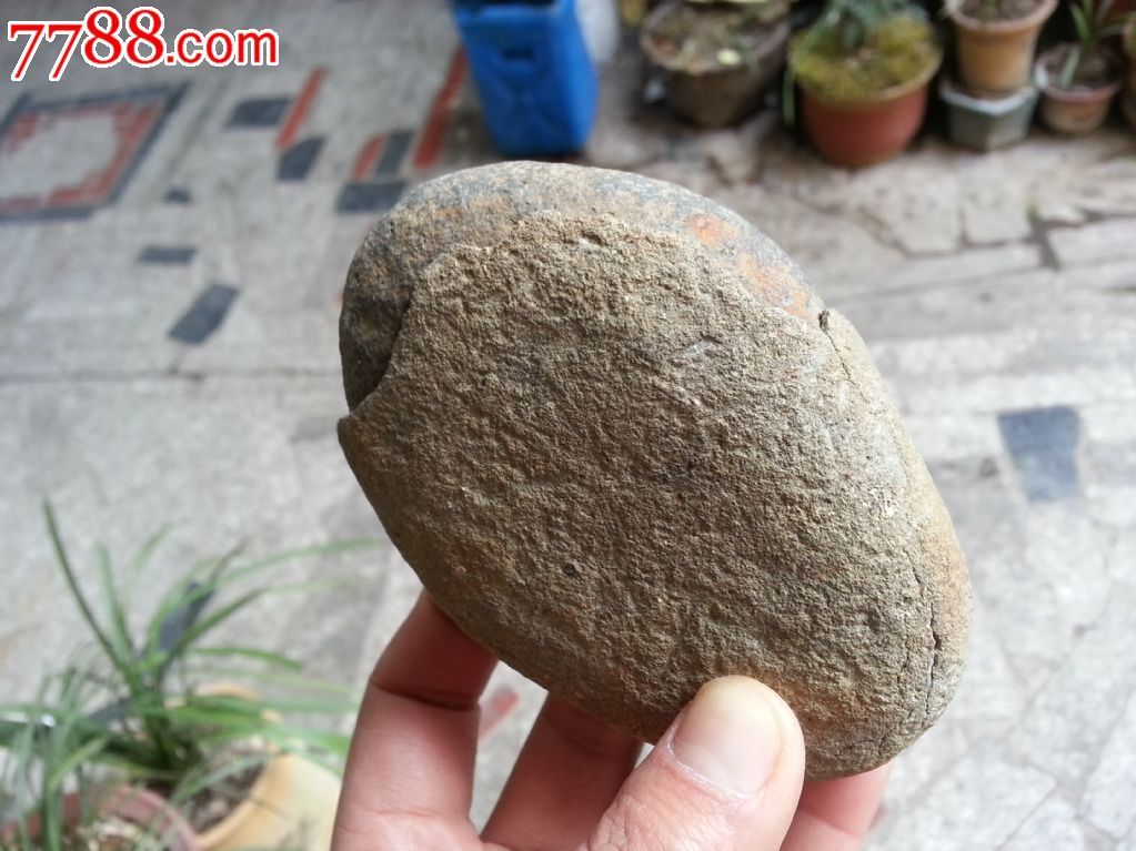 鸡蛋化化石