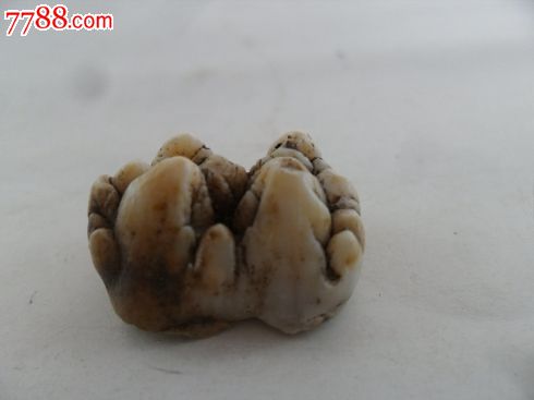 侏罗纪时代-龙牙齿.[标本]