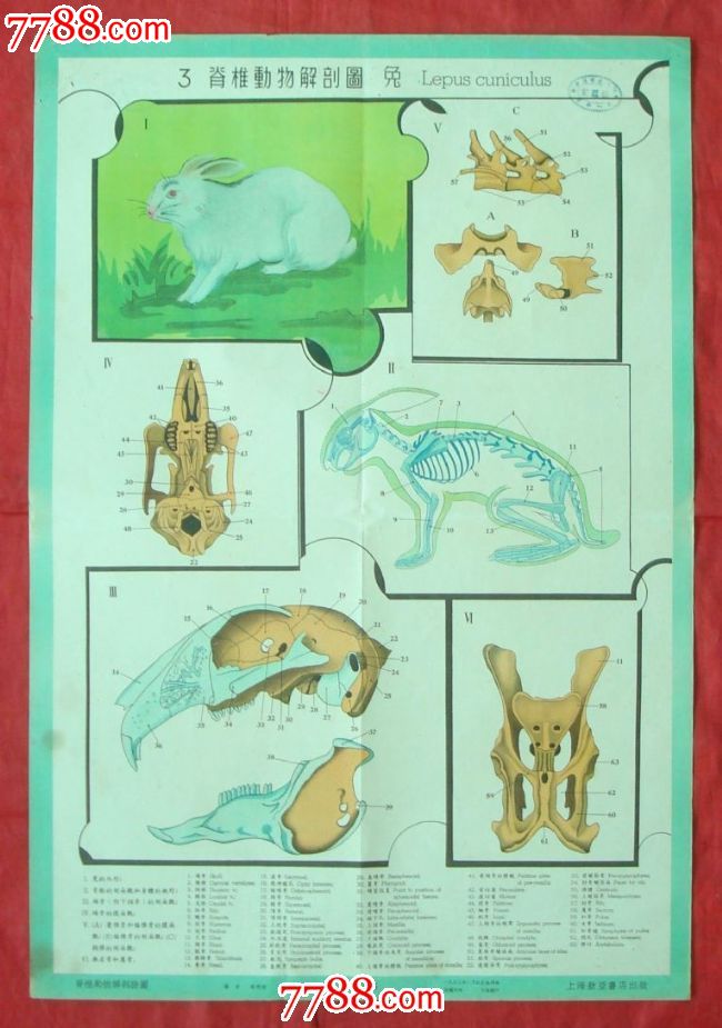 脊椎动物解剖图[3]
