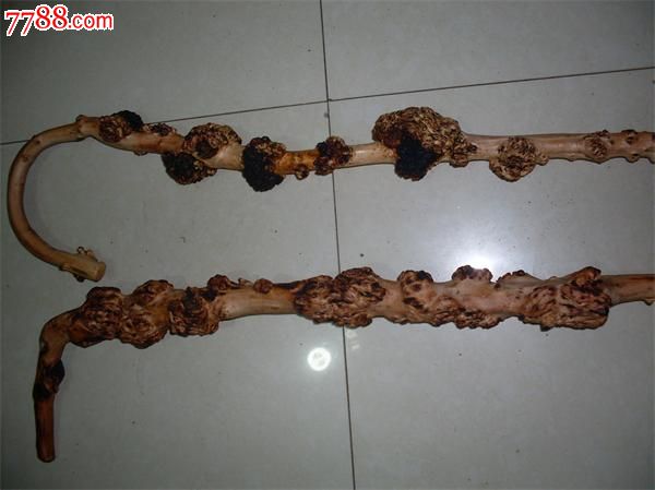 云南黑果树黑果树瘤小石积瘤手杖拐杖天然拐杖树瘤拐杖--精品实用型