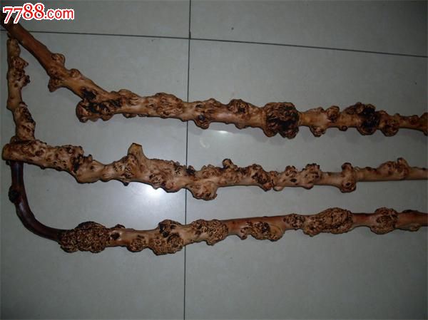 云南黑果树黑果树瘤小石积瘤手杖拐杖天然拐杖树瘤拐杖--精品满瘤型