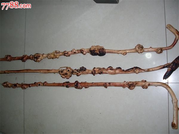 云南黑果树黑果树瘤小石积瘤手杖拐杖天然拐杖树瘤拐杖--普通实用型