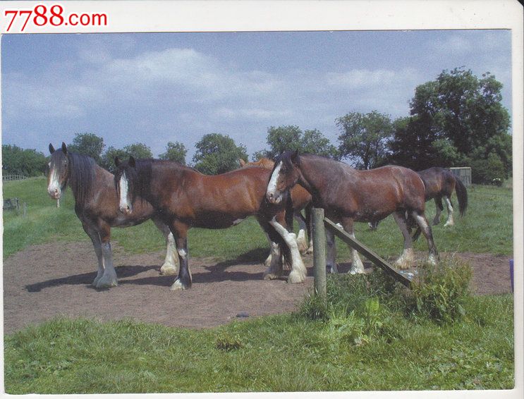 外国原版明信片英国动物马