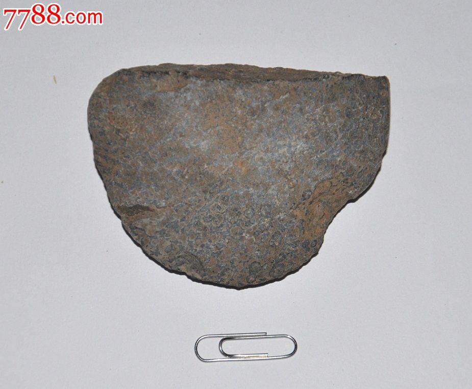 河北唐山市采集新石器时代兴隆洼文化磨制石斧