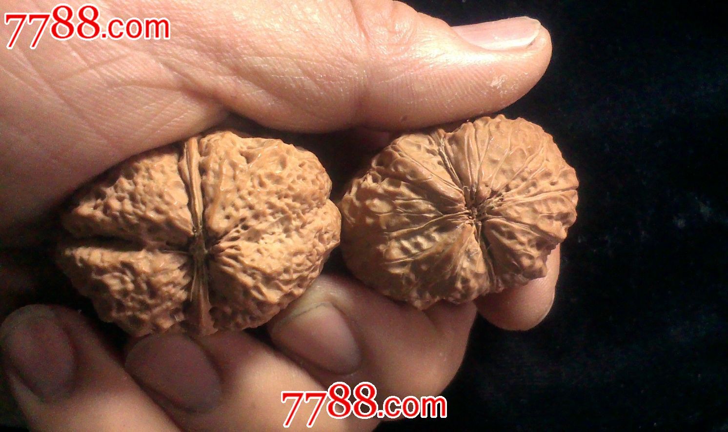 铁核桃,狮子头核桃,秋子核桃.10003