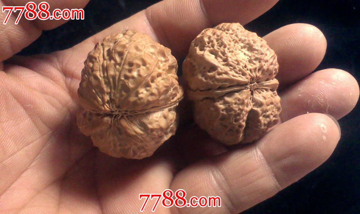 铁核桃,狮子头核桃,秋子核桃.10003
