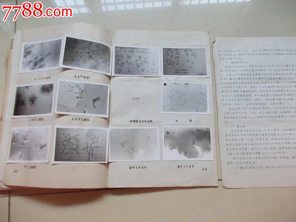 酵母菌鉴定实验报告,1983年11月