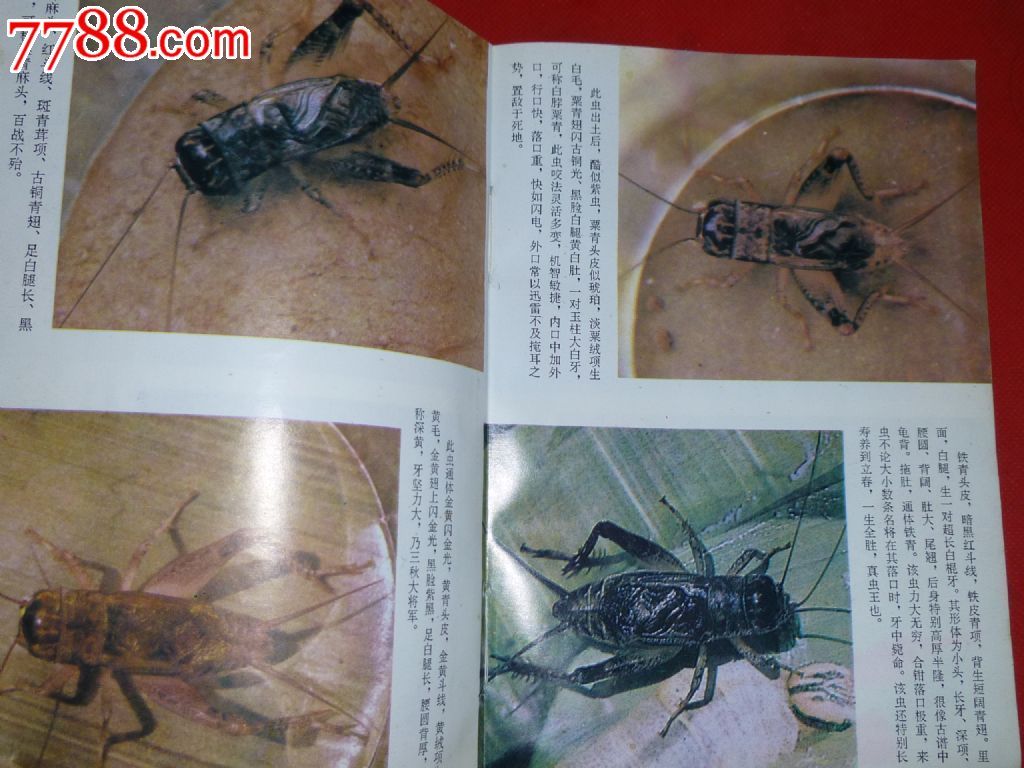 蛐蛐