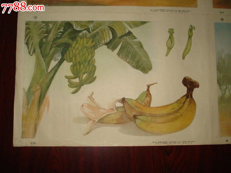 国画香蕉的画法步骤