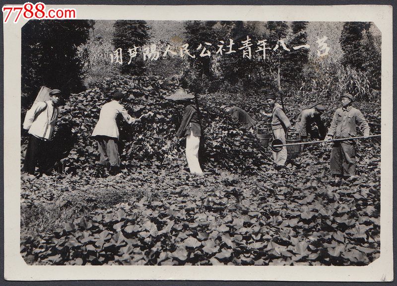 50年代雅安芦山芦阳人民公社劳动照片