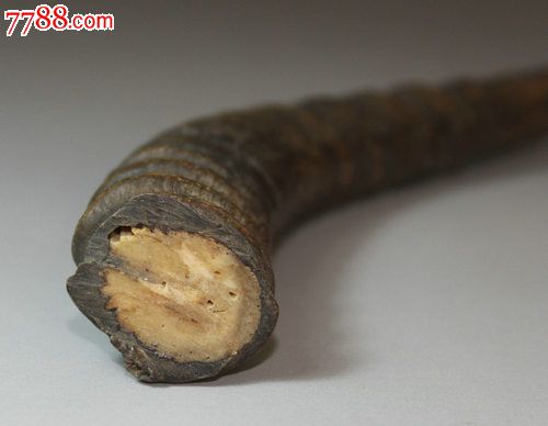 老羊角