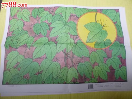 小学语文教学挂图第七册《爬山虎的脚》