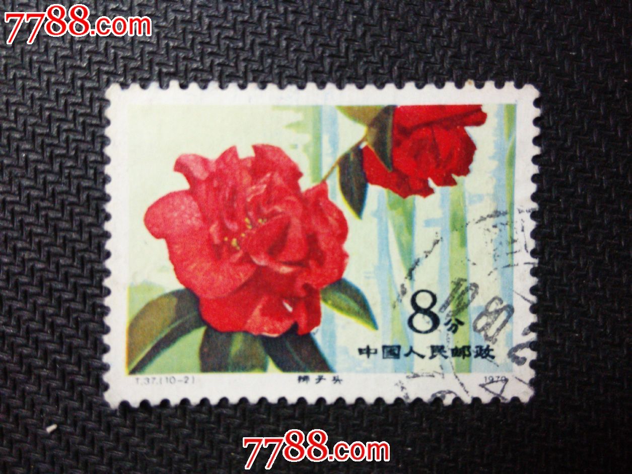 37云南山茶花_价格2.5000元【娱乐收集店】_第1张_7788收藏__收藏热线