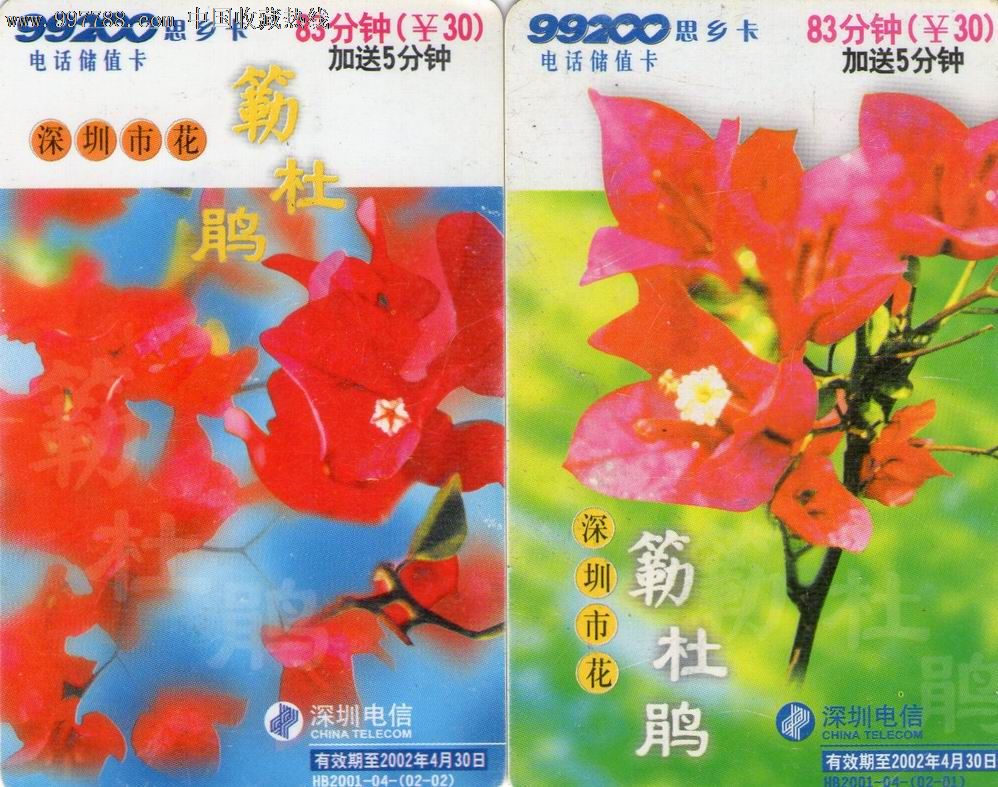 深圳市花杜鹃hb200104