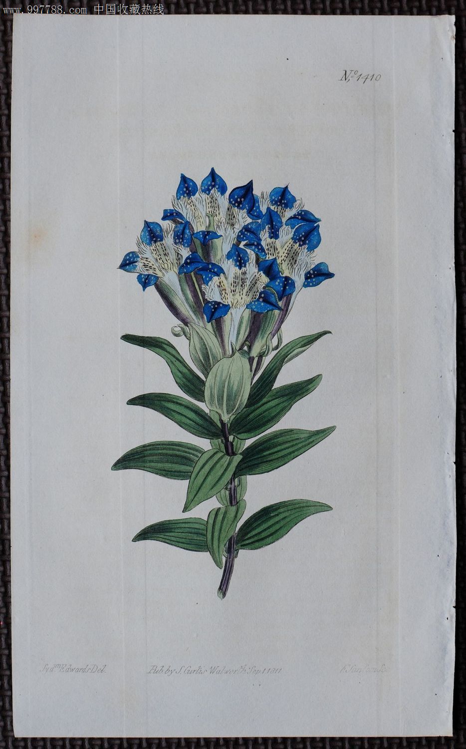 1811年英国柯蒂斯植物铜版画-gentianaseptemfida