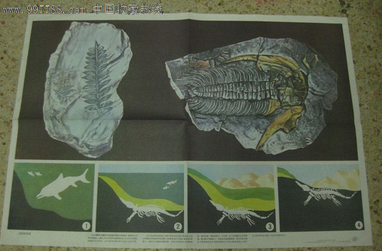 对开开教学挂图化石的形成