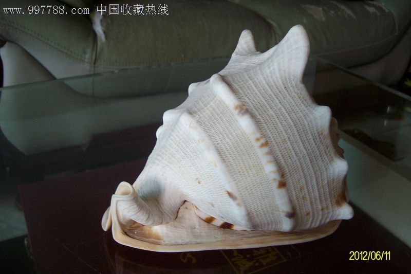 皇冠海螺_价格280元_第1张_7788收藏__收藏热线