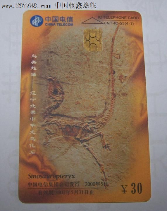 鸟类起源--辽宁北票中华龙鸟化石