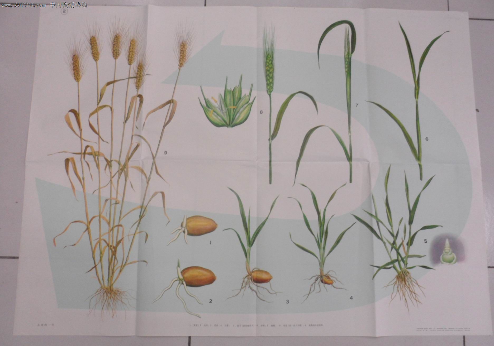 小麦幼穗分化过程图片