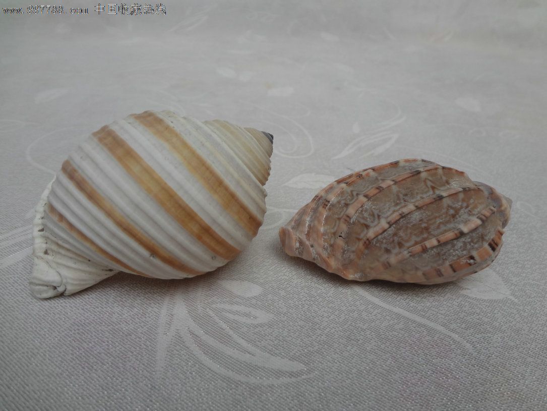 老海螺天然海螺贝壳海贝花纹精致漂亮2个合出