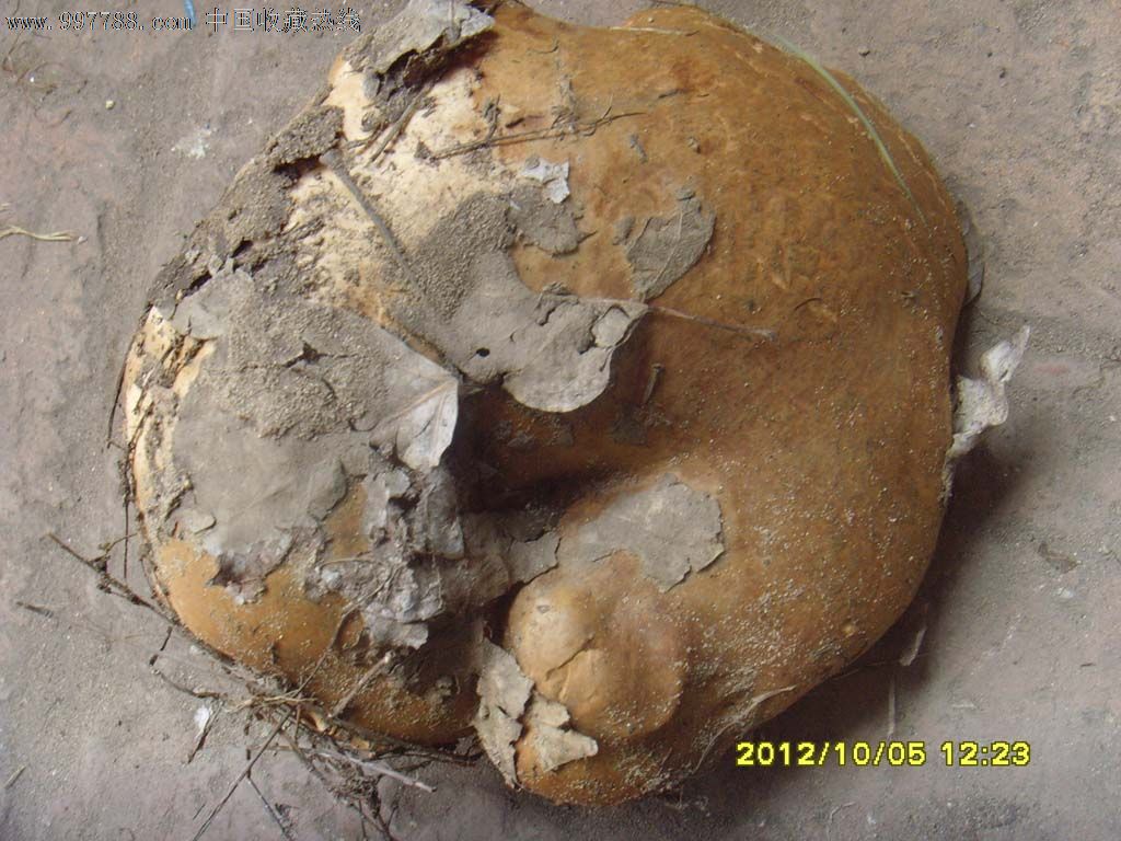 巨型蘑菇化石图片