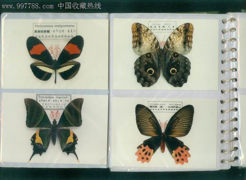 昆明云南民族村斯美蝴蝶博物馆(蝴蝶标本照片共50张)