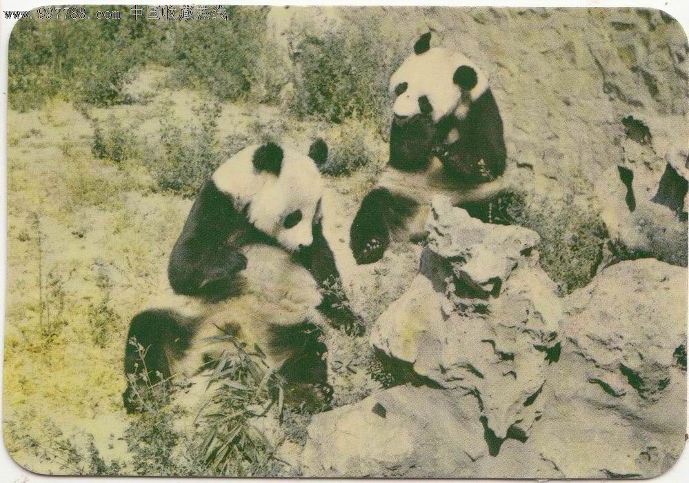 80年代小画片熊猫