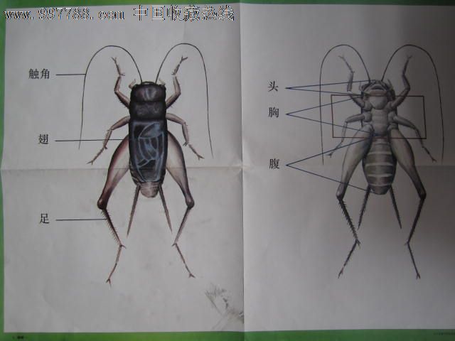 蟋蟀身体结构图图片