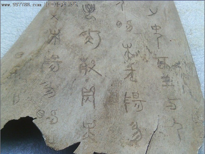 难得的带三十余大篆文字的甲骨兽骨