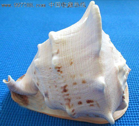 唐冠螺壳收藏图片