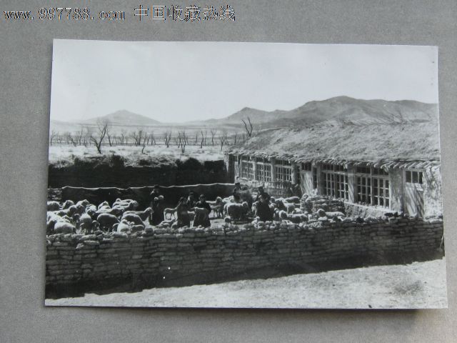 羊圈-老照片--se15991681-零售-7788收藏__中国收藏热线