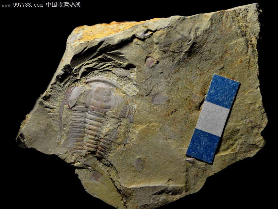 诺托林莱德利基三叶虫化石,尺寸大,长度3.5cm