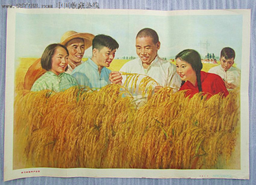 学习水稻丰产经验