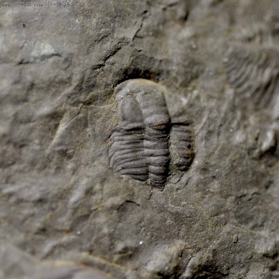 三叶虫化石-大古油栉虫类长度0.85cm真品e
