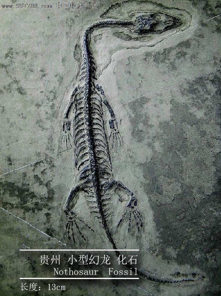 幻龙 化石图片