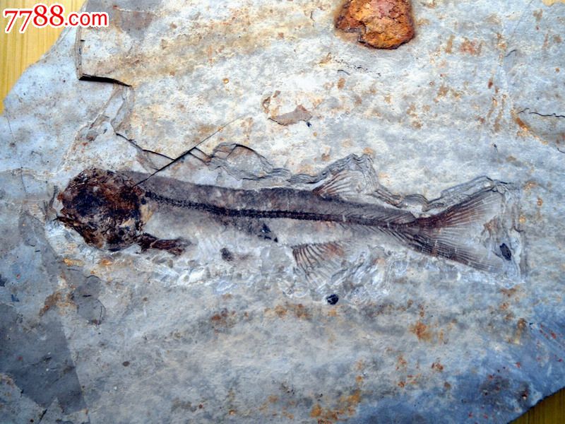 辽西鱼化石
