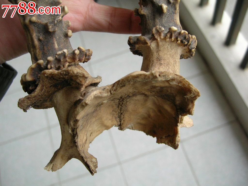 民国老鹿角_价格980.0000元_第2张_7788收藏__收藏热线