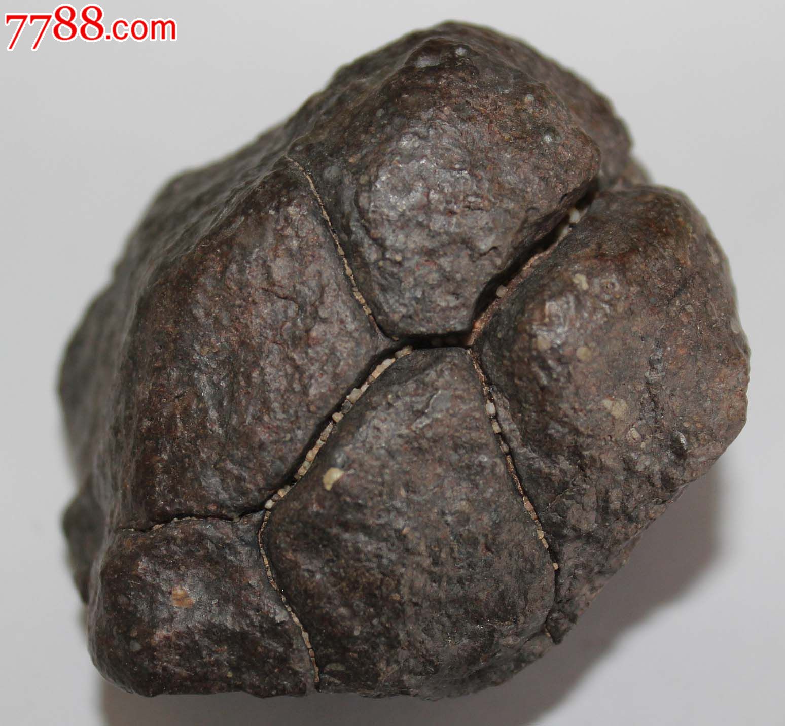 经典沙东球粒陨石206克