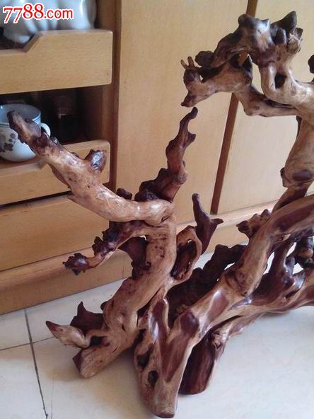 刺鼠李的木质图片