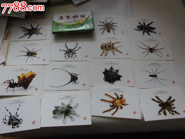 清泰蜘蛛大世界基尼斯之最昆虫卡片介绍共24张