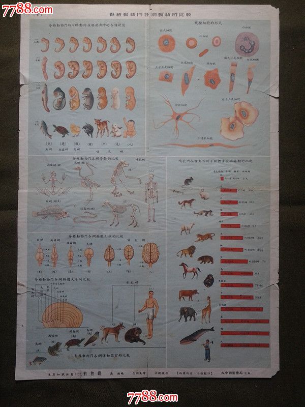 老生产知识挂图(一)动物组《脊椎动物门各纲动物的比较》