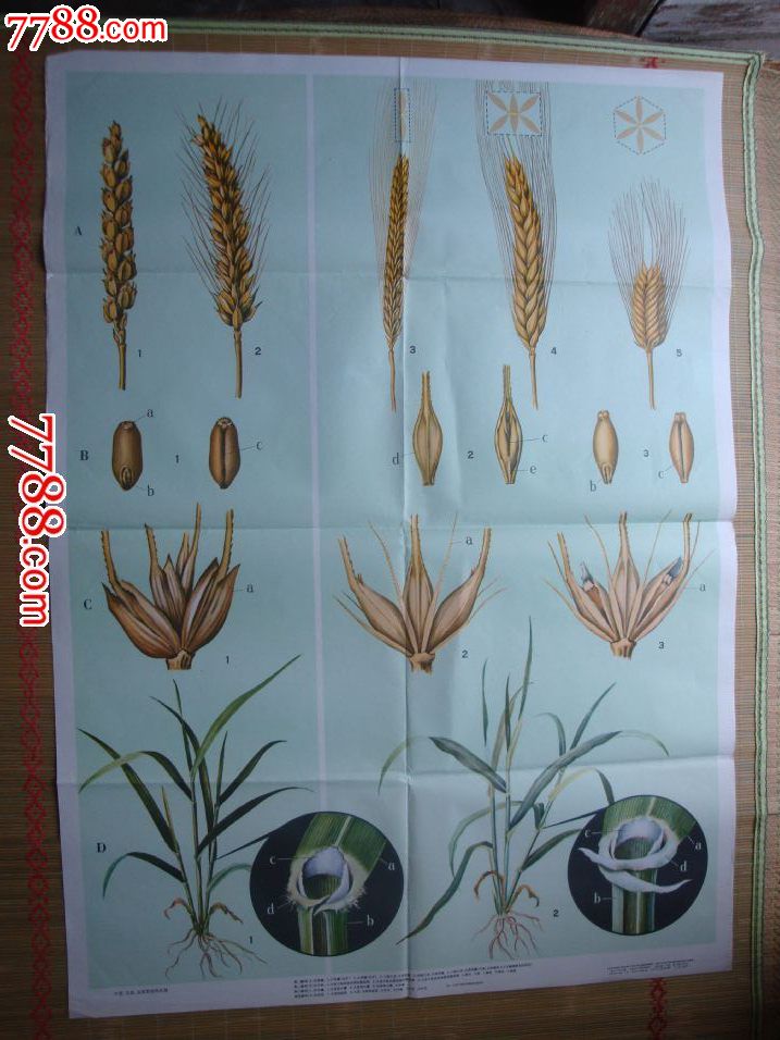 小麦,大麦,元麦形态的区别(全开*一张全)*70年代