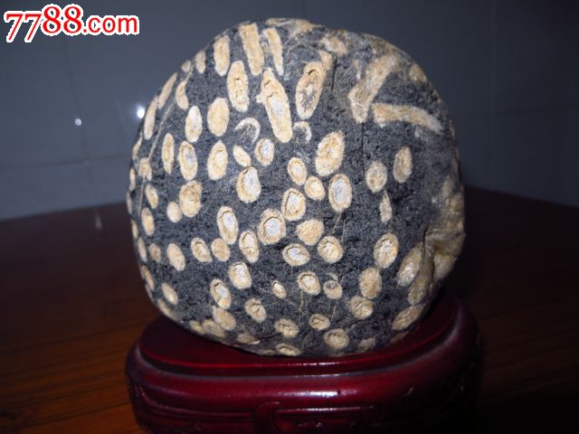 极品珊瑚虫化石图片图片