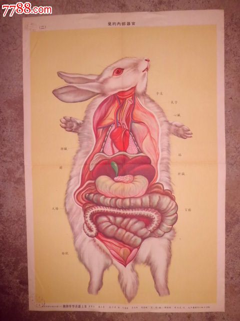 兔的内*器官